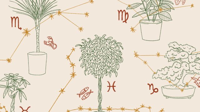 Unlock Harmony: Ideal Houseplants Based on Your Zodiac Sign